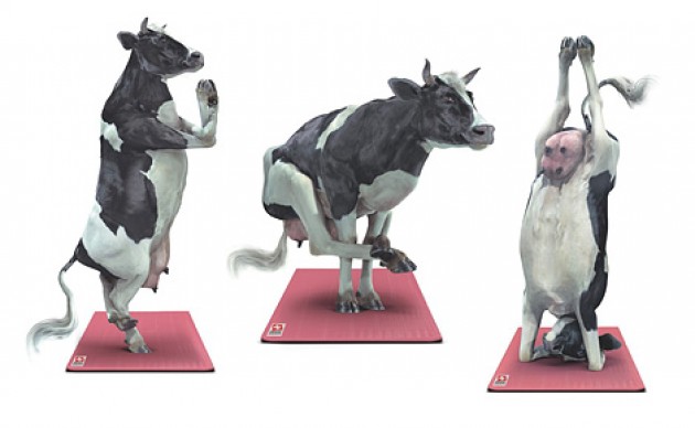 Yoga Cows