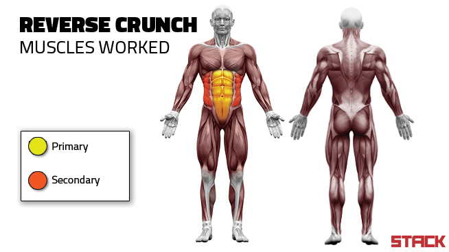 Reverse Crunch Muscles Worked