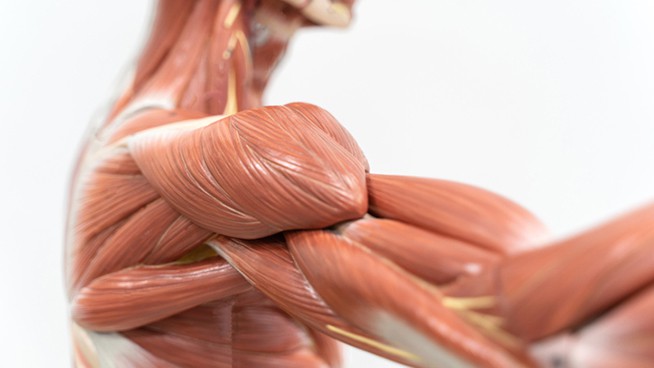 Muscles of the shoulder for physiology education. - what is rhabdomyolysis?
