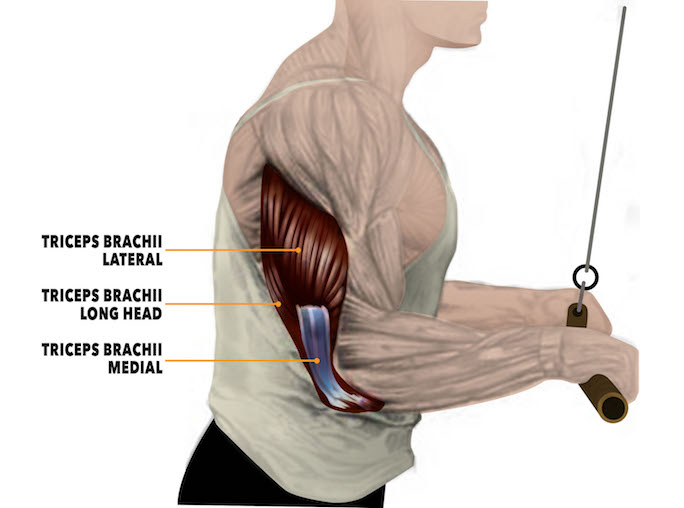 Reverse Grip Triceps Cable Push down